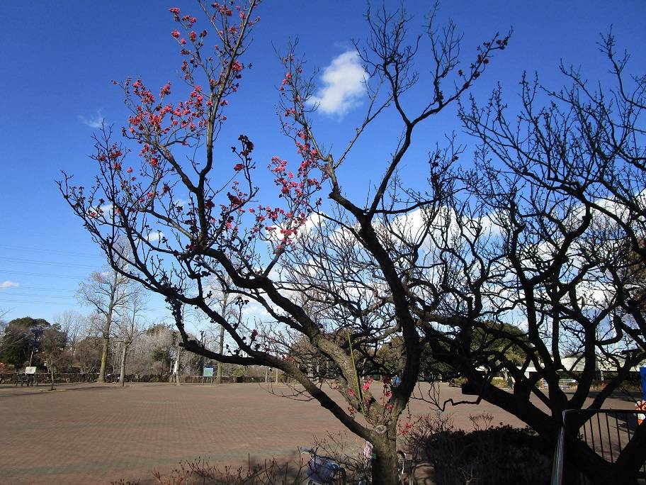 梅の写真 (4).jpg