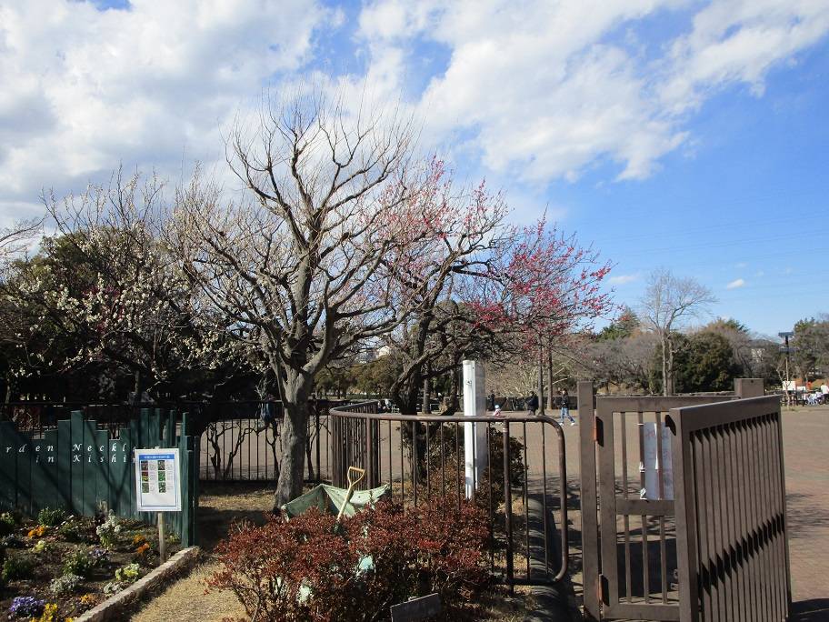 梅の写真 (7).jpg