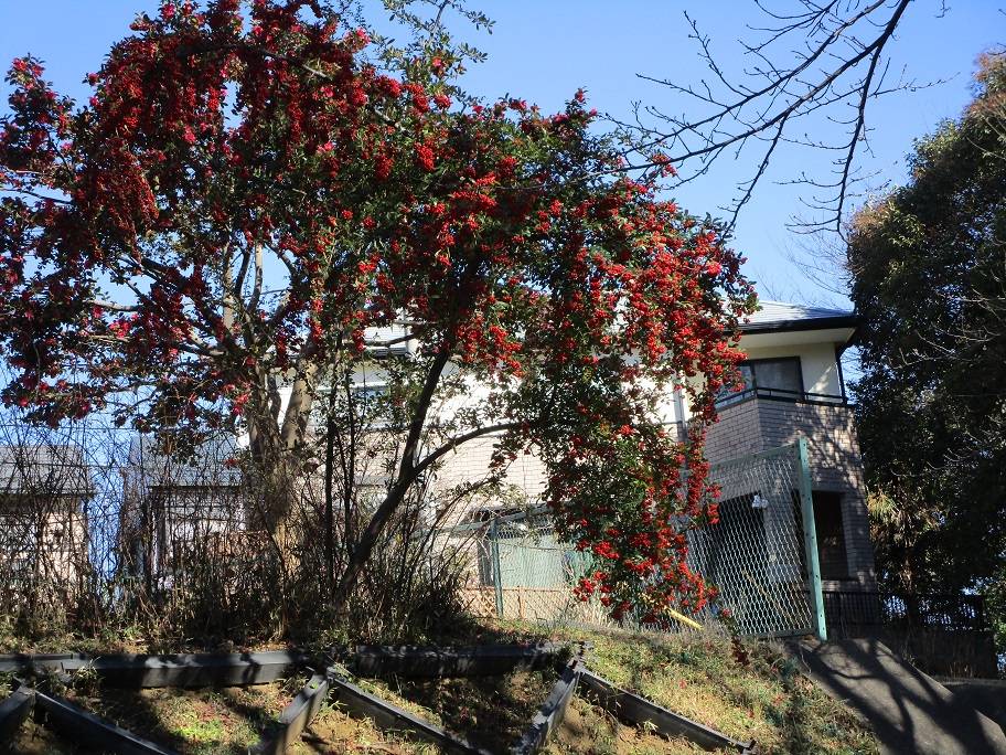 ピラカンサの実の写真 (5).jpg