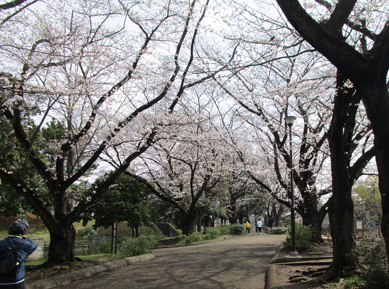 園内の桜04.png