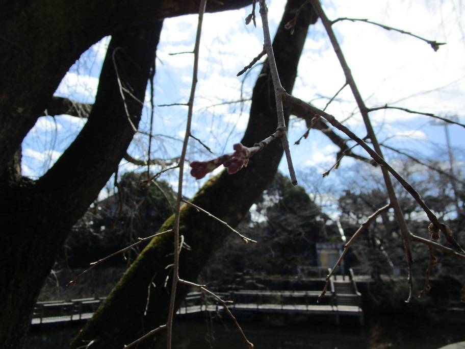 桜の写真 (8).jpg