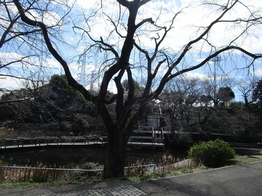 桜の写真 (2).jpg