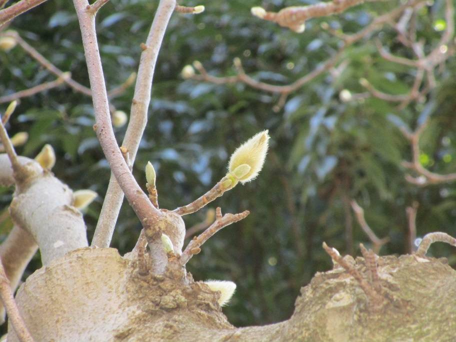 白木蓮の蕾 (1).jpg