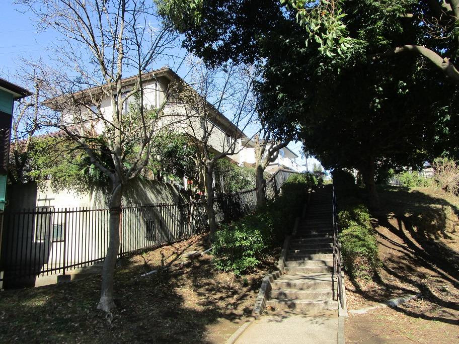 白木蓮の蕾 (3).jpg