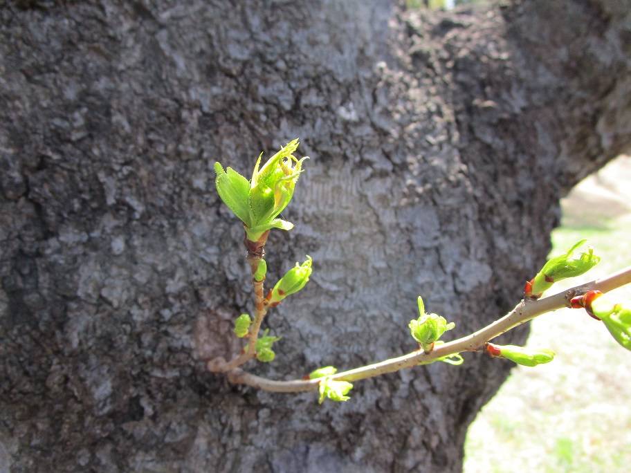 桜の写真 (3).jpg