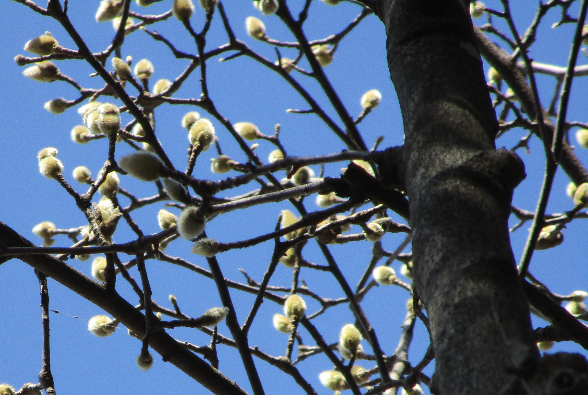 白木蓮の蕾 (4).png