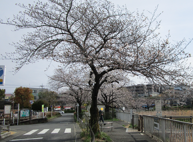 園内の桜02.png