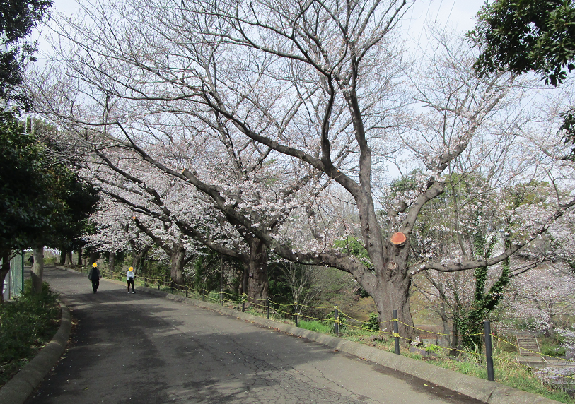 園内の桜.png
