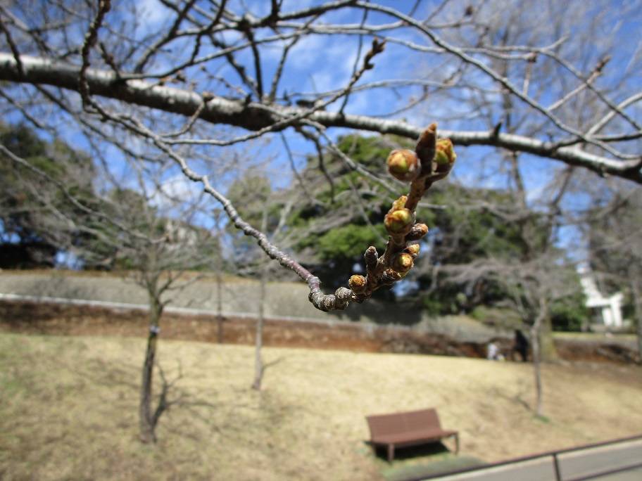 桜の写真 (7).jpg