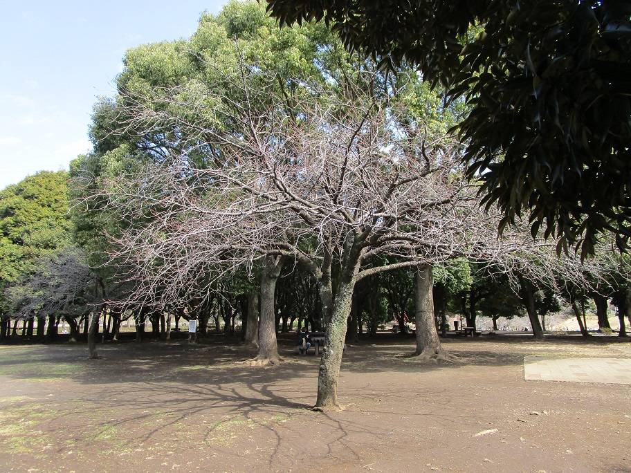 桜の写真 (6).jpg