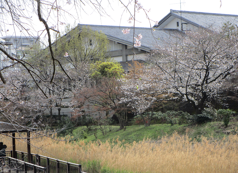 園内の桜03.png