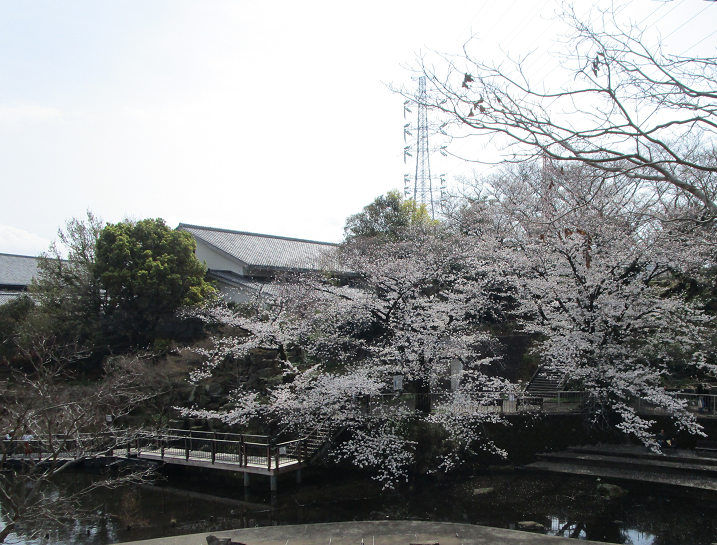 篠原池の桜.png