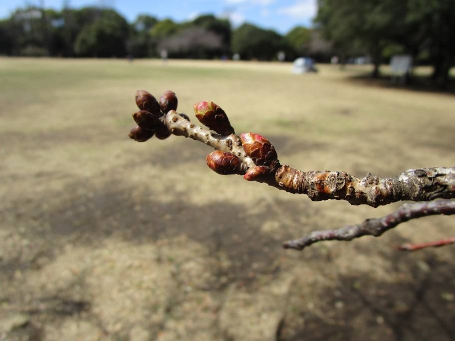 桜の写真 (5).jpg
