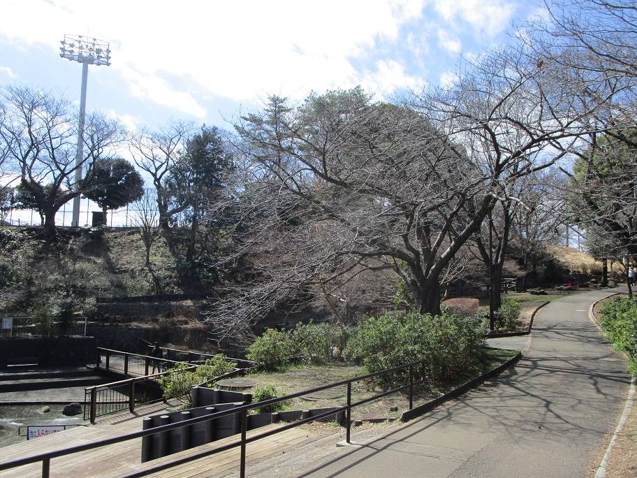 桜の写真 (1).jpg