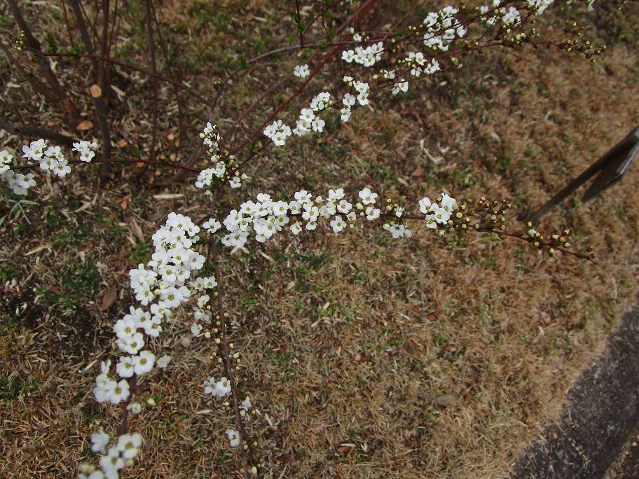 雪柳の写真 (1).jpg