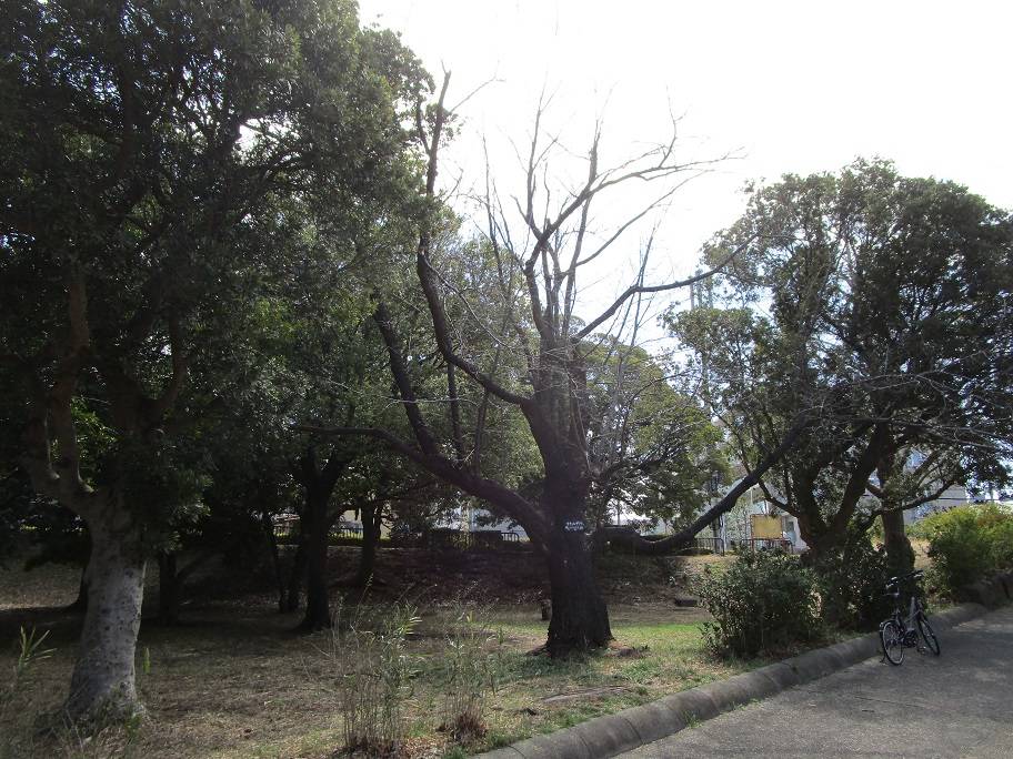 桜の写真 (4).jpg