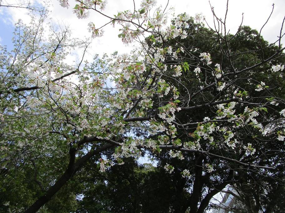オオシマザクラ02.jpg