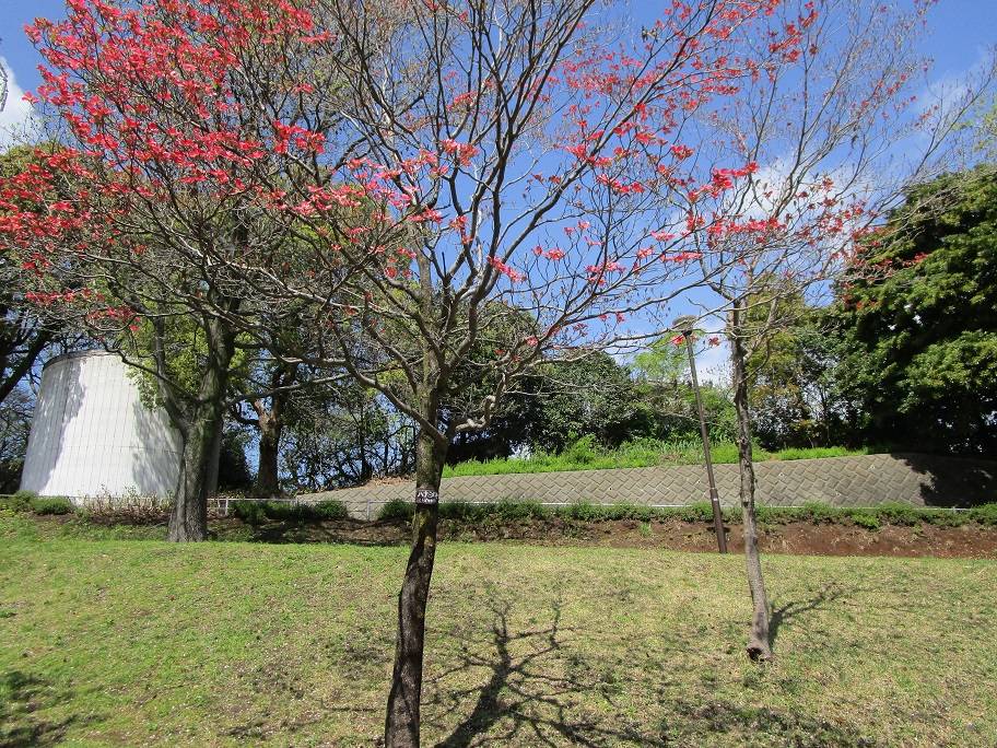 ✨花水木✨✕4 楽天市場】2025年4月に開花ハナミズキミニミニ鉢植えハナミズキ