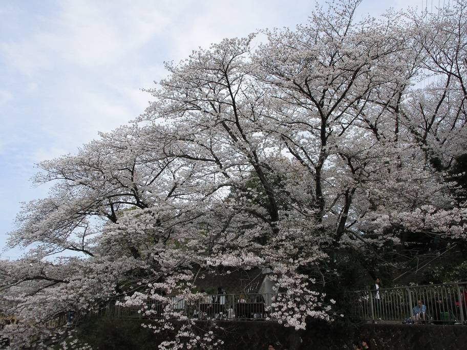 桜の写真 (4).jpg