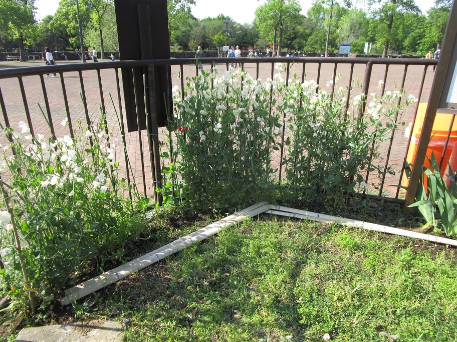 赤いスイートピー (2).jpg