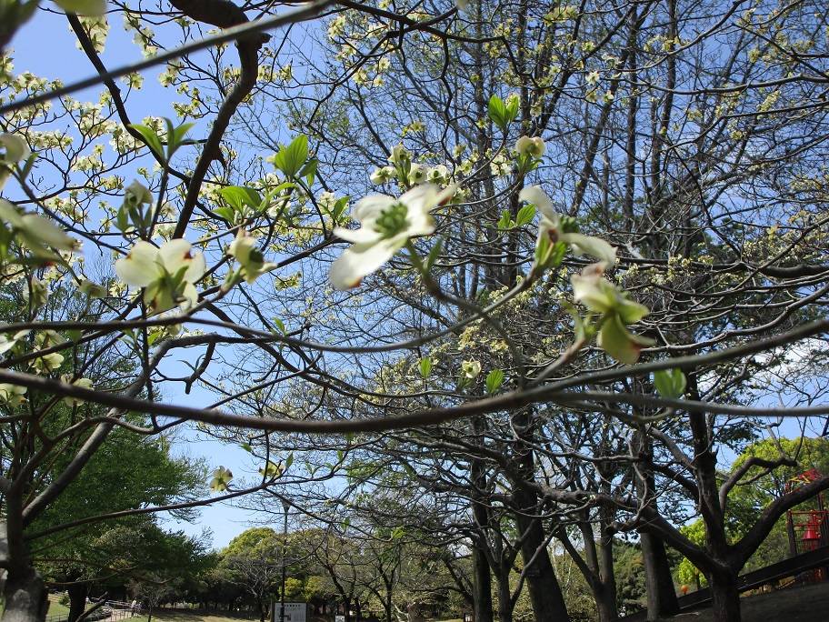 花水木（ハナミズキ）【2025年4月14日】|｜ブログ|岸根公園公式