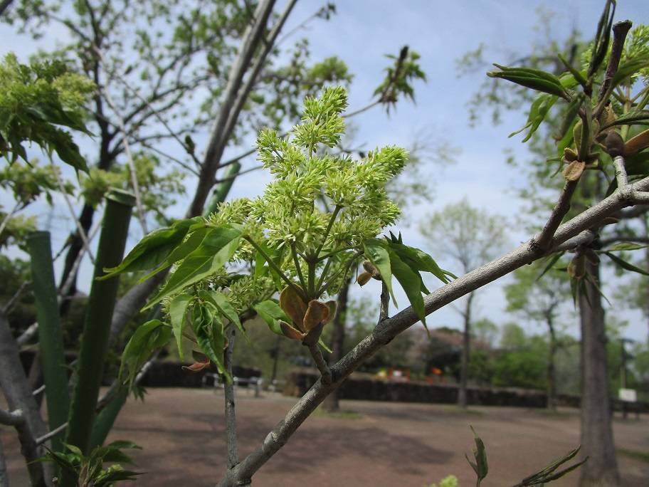 アオダモ (2).jpg