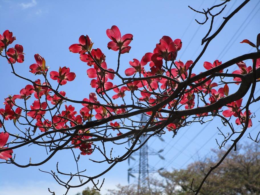 花水木（ハナミズキ）【2025年4月14日】|｜ブログ|岸根公園公式