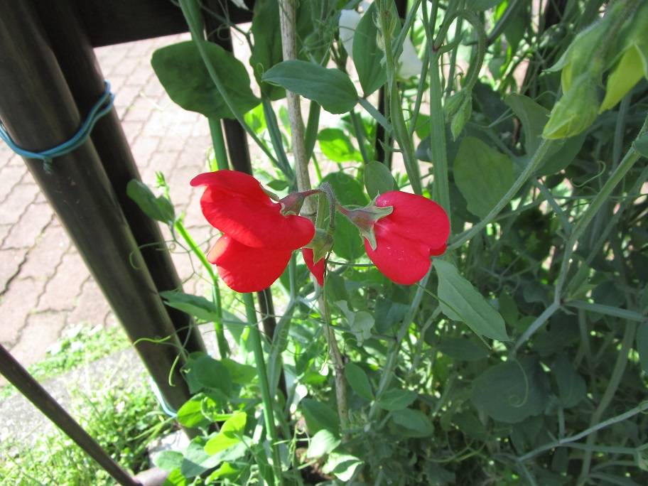 赤いスイートピー (1).jpg