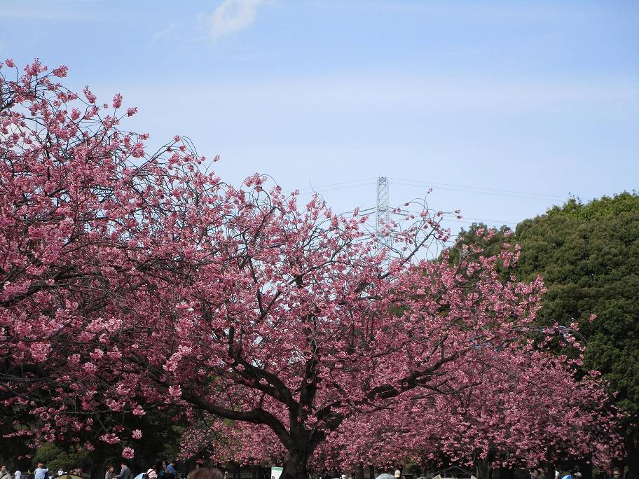 桜の写真 (3).jpg
