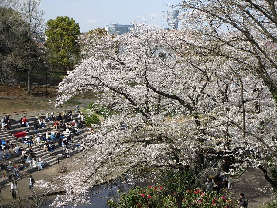 桜の写真 (1).jpg