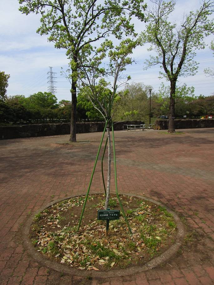 青梻(アオダモ)の花【2025年4月17日】||ブログ|岸根公園公式 青梻(アオダモ)の花【2025年4月17日】||ブログ|岸根公園公式