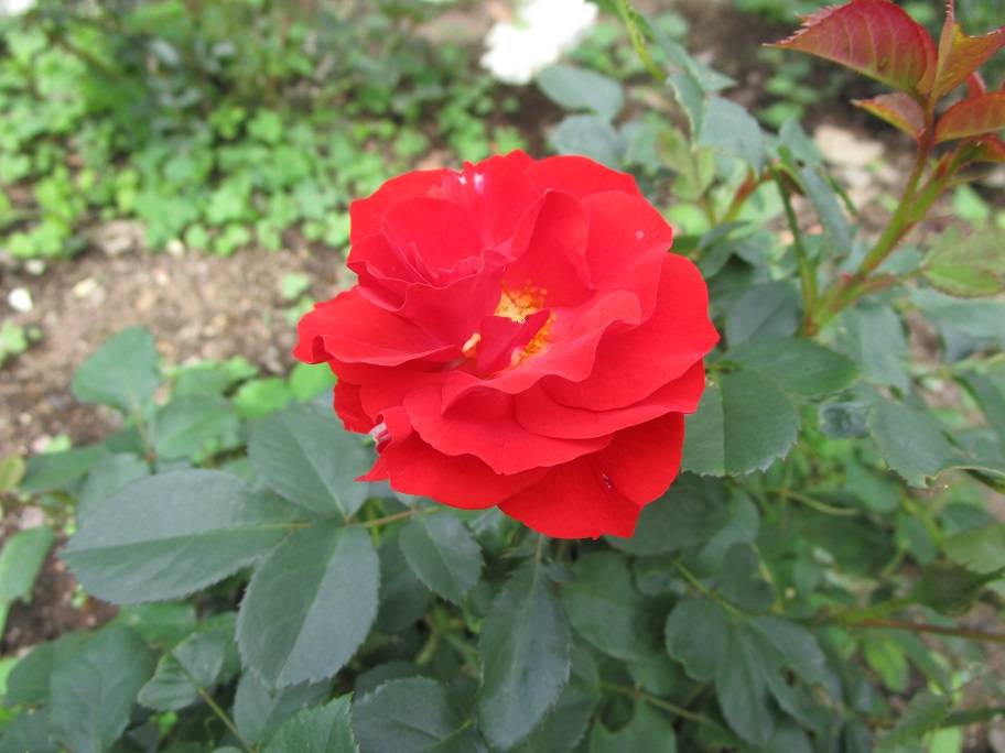 バラの写真 (4).jpg