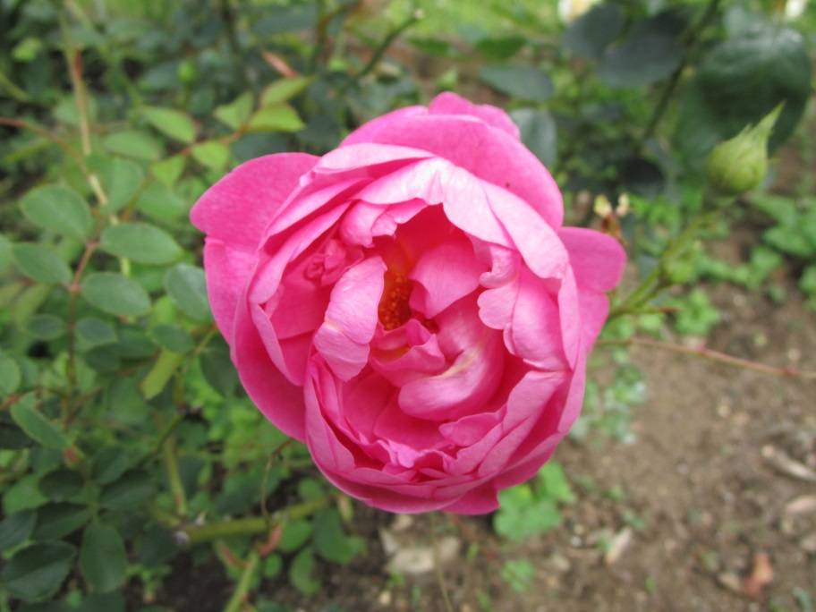 春薔薇（バラ）満開【2025年5月15日】|｜ブログ|岸根公園公式