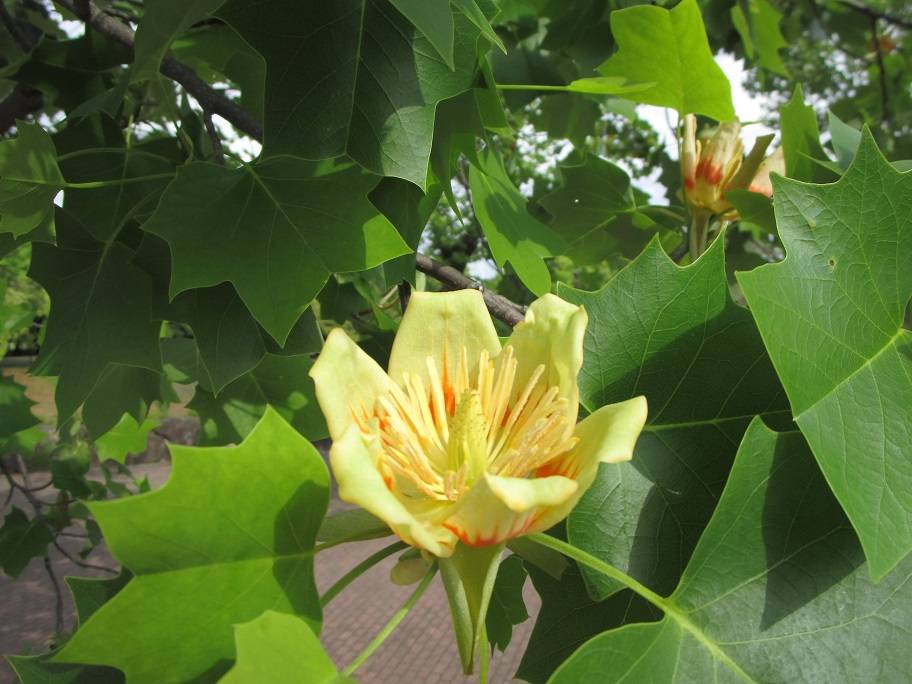 ゆりの木 (3).jpg