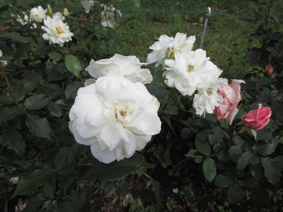 春薔薇（バラ）満開【2025年5月15日】|｜ブログ|岸根公園公式