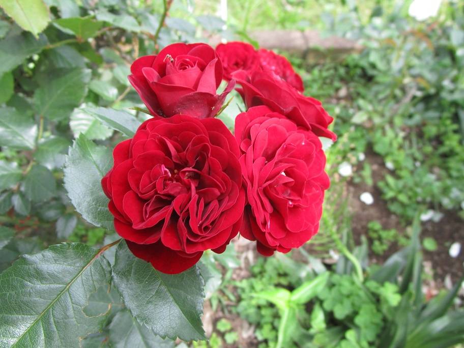 バラの写真 (1).jpg