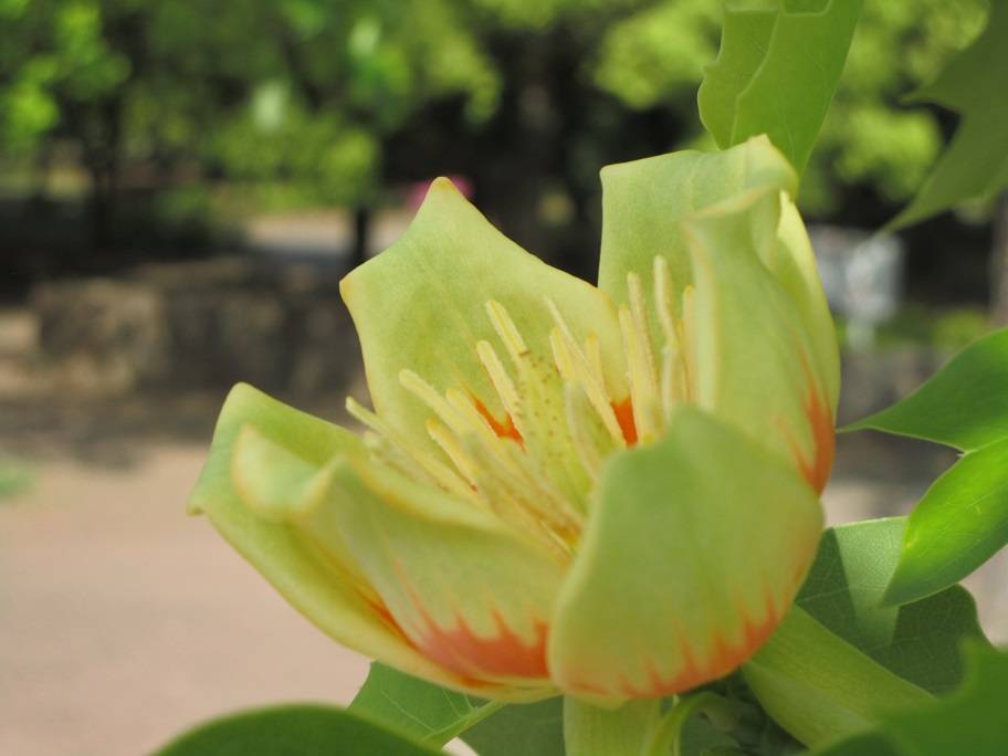 ゆりの木 (2).jpg