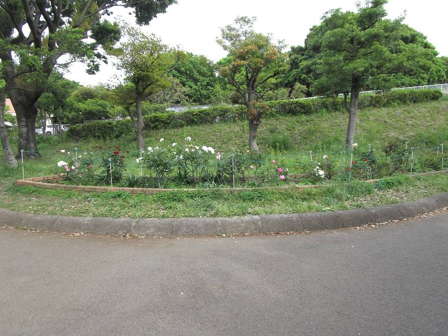 バラの写真 (5).jpg