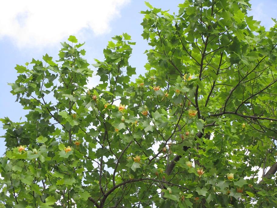 ゆりの木 (4).jpg