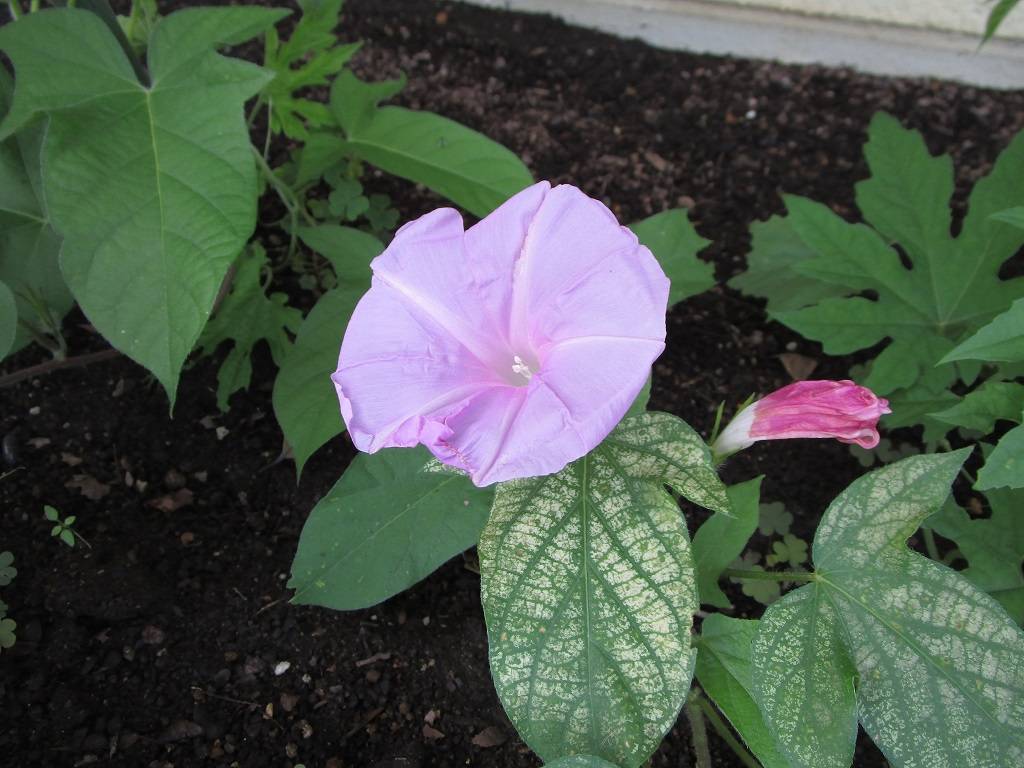 グリーンカーテン (3).jpg