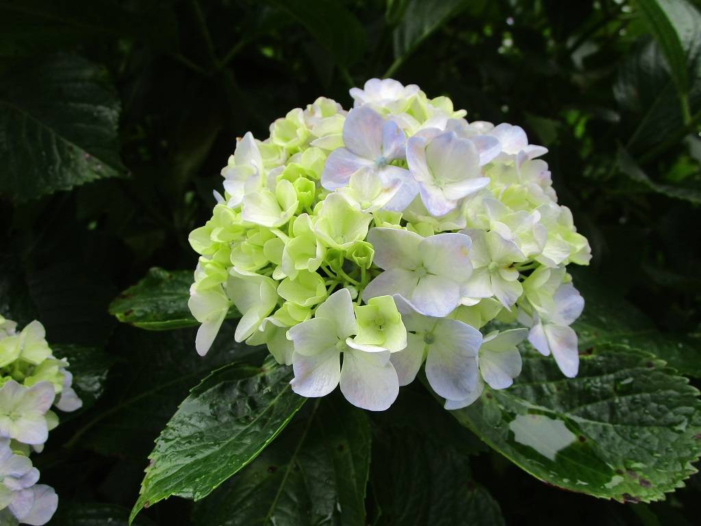 アジサイの写真 (1).jpg