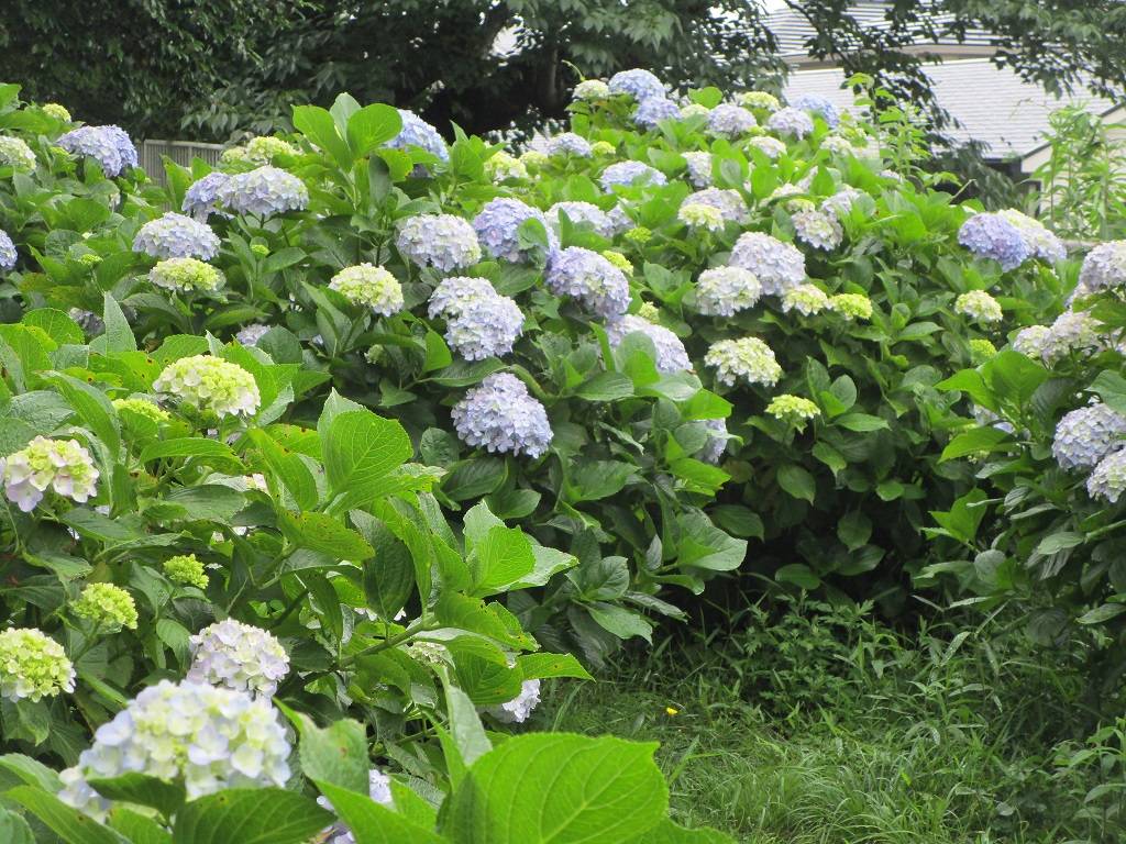 アジサイの写真 (2).jpg