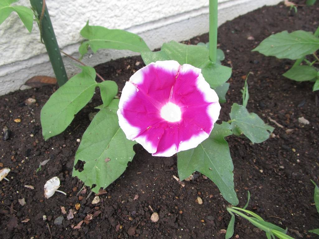 グリーンカーテン (1).jpg