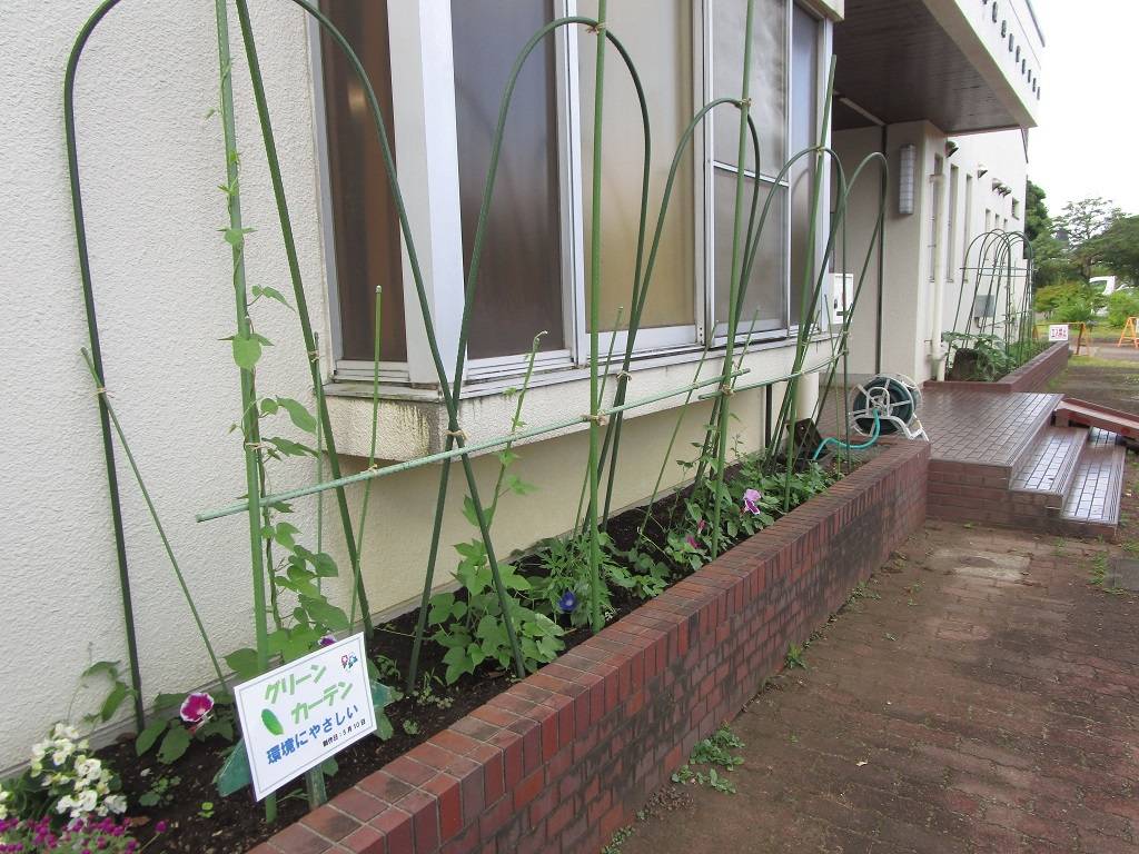 グリーンカーテン (4).jpg