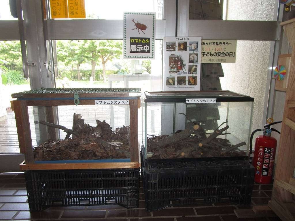 カブトムシ (1).jpg