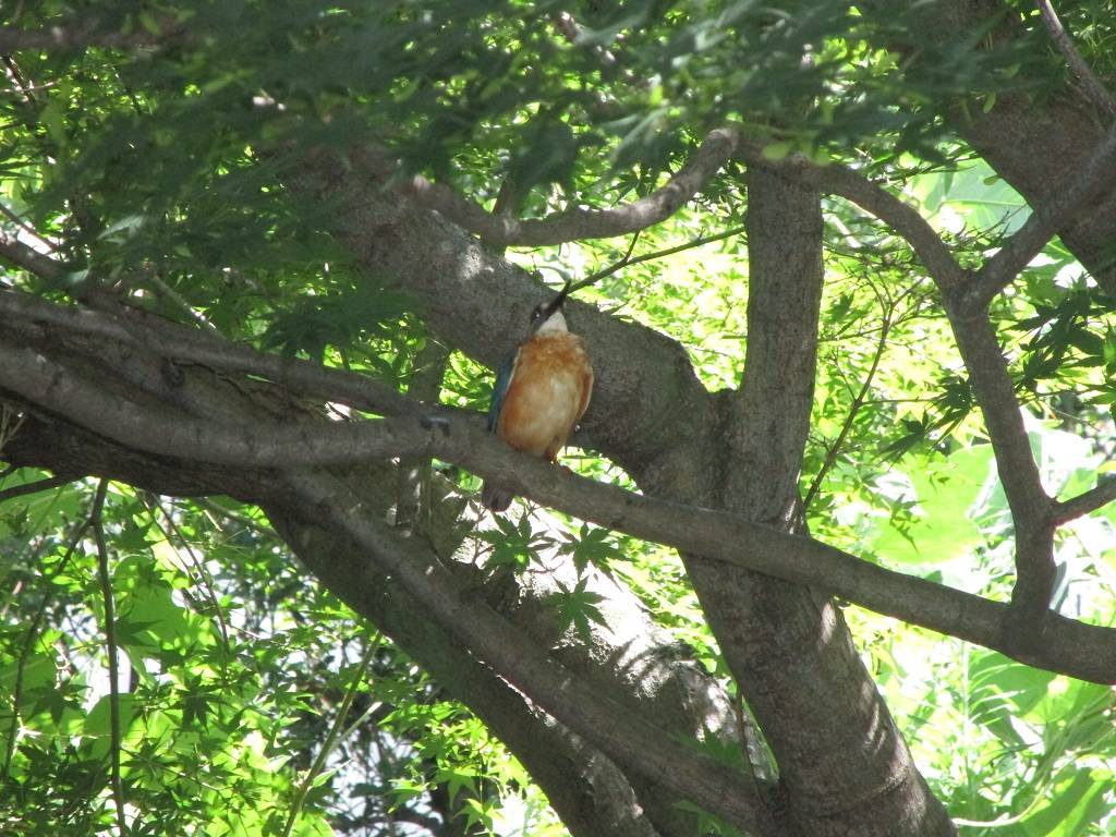 サルスベリ (4).jpg