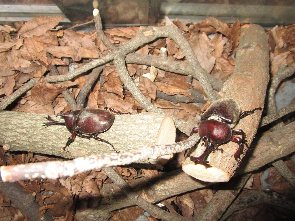 カブトムシ (3).jpg