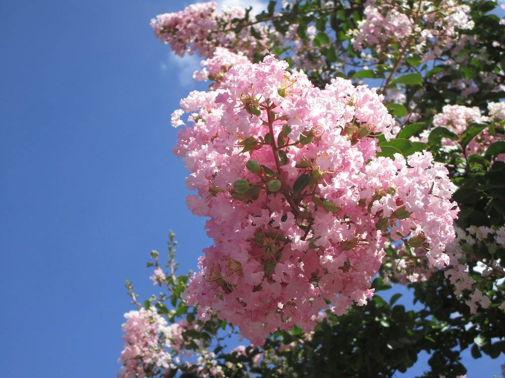 サルスベリ (2).jpg