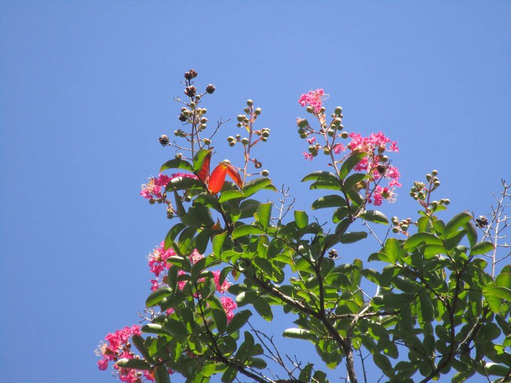 サルスベリ (5).jpg