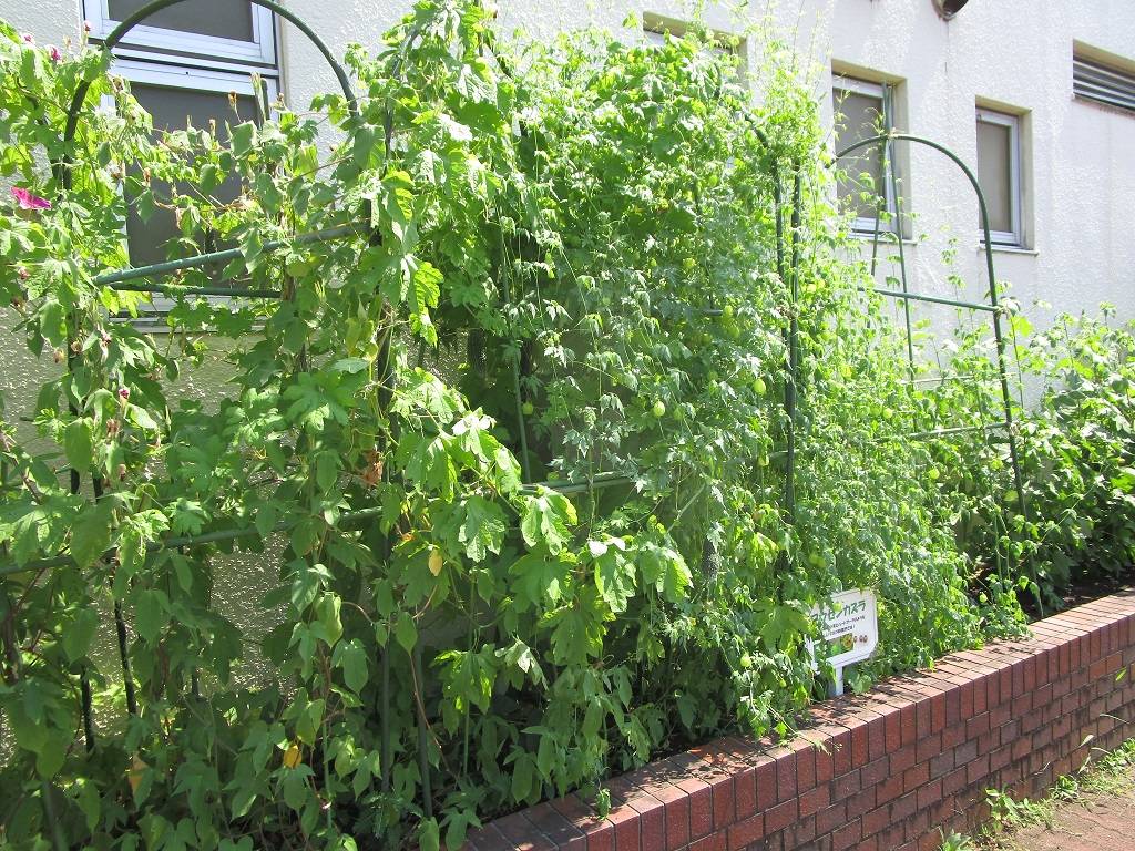 フウセンカズラ (4).jpg